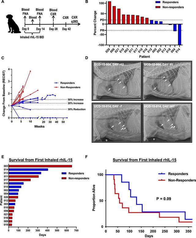 Inhaled recombinant human IL-15 in dogs with naturally occurring pulmonary metastases from osteosarcoma or melanoma: a phase 1 study of clinical activity and correlates of response